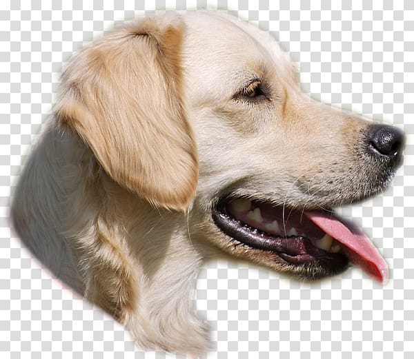 Golden Retriever Puppy Dog breed Companion dog, golden retriever transparent background PNG clipart