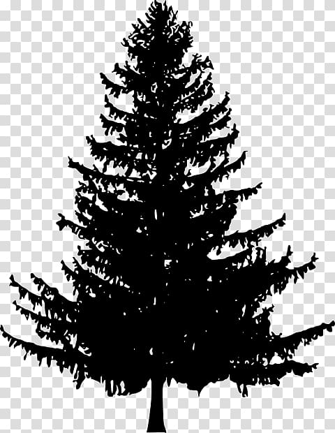 Tree Fir Drawing Scots pine, tree transparent background PNG clipart
