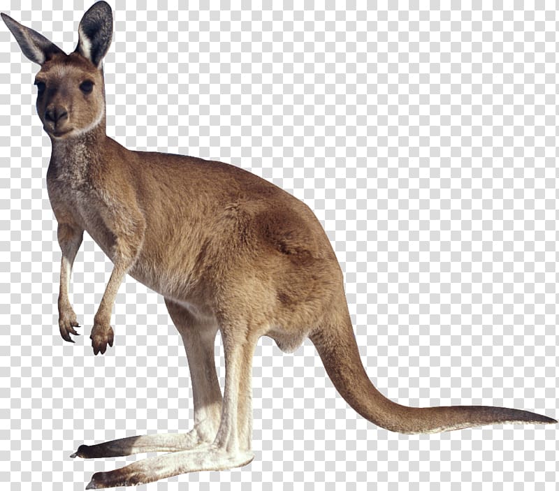 Kangaroo transparent background PNG clipart