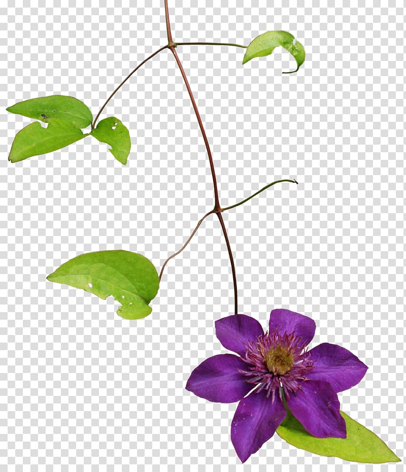 Clematis armandii, Fromat transparent background PNG clipart