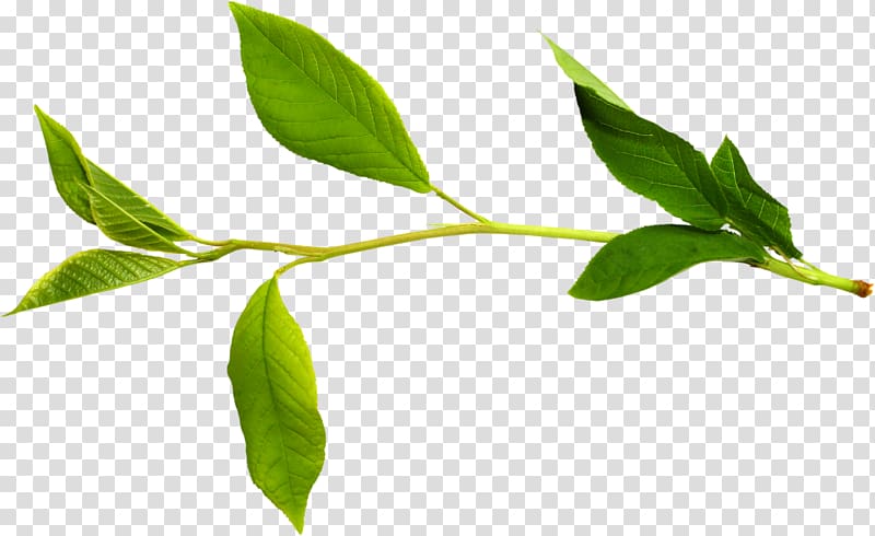 Twig Leaf Branch Tree, Leaf transparent background PNG clipart