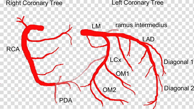 Coronary circulation Anterior interventricular branch of left coronary artery Anatomy Coronary arteries, heart transparent background PNG clipart