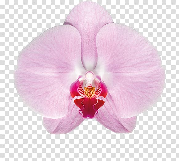 Moth orchids Vanda tricolor Plant Cattleya orchids, plant transparent background PNG clipart