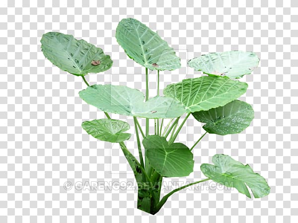 Colocasia gigantea Forest Scape, others transparent background PNG clipart