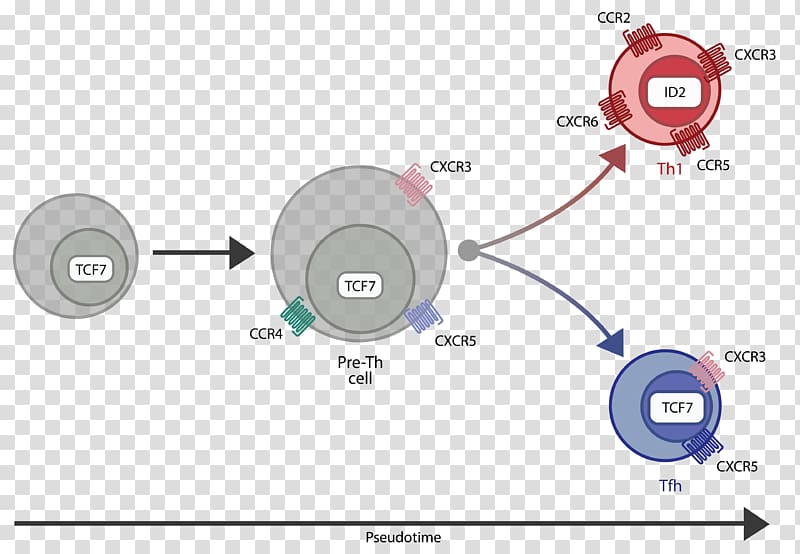 Immune system Single cell sequencing Chemokine receptor RNA-Seq, science transparent background PNG clipart