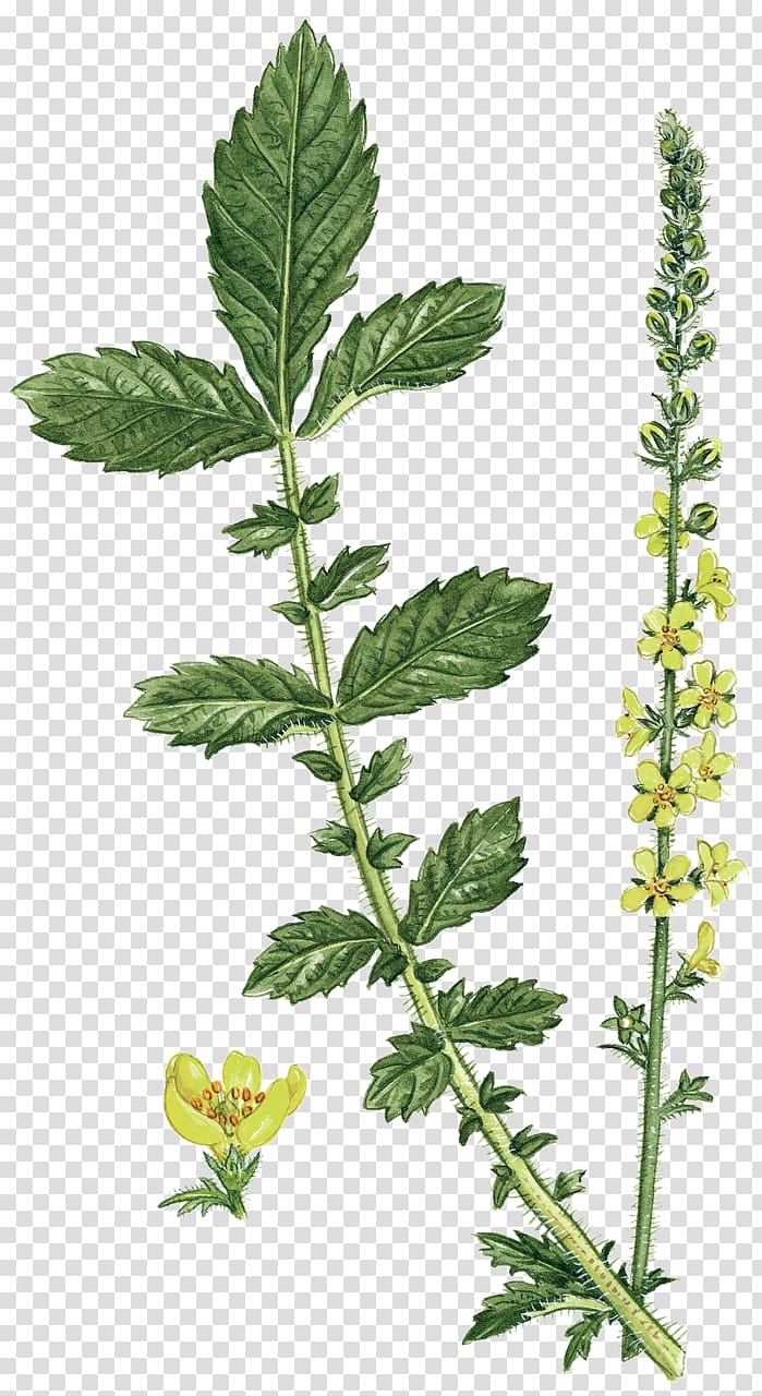 Medicinal plants Drawing Herbaceous plant , plant transparent background PNG clipart