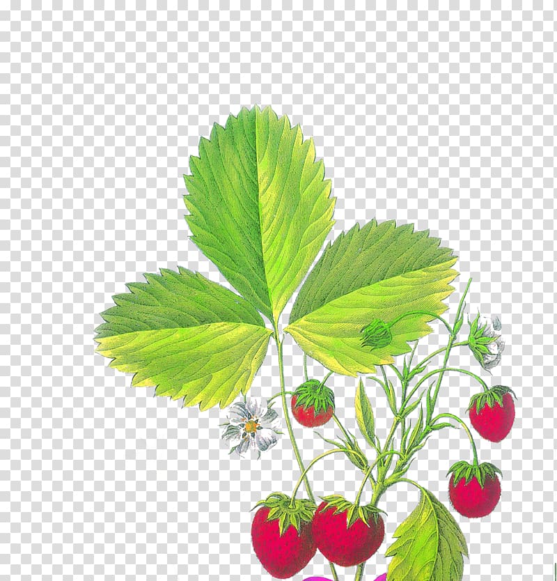 Strawberry Fragaria viridis Aedmaasikas, Hand-painted strawberry transparent background PNG clipart