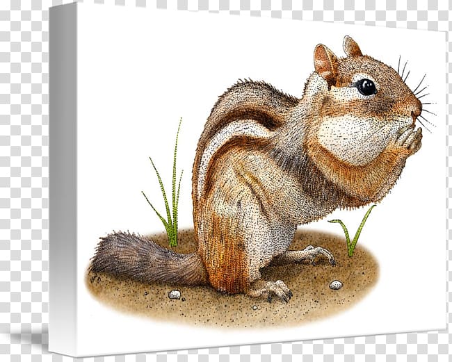 Fox squirrel Eastern chipmunk Animal, squirrel transparent background PNG clipart