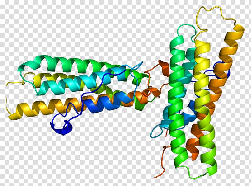 Vinculin Talin protein Alpha helix Catenin, Integrin transparent background PNG clipart