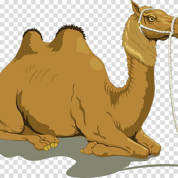 Dromedary Bactrian camel , others transparent background PNG clipart