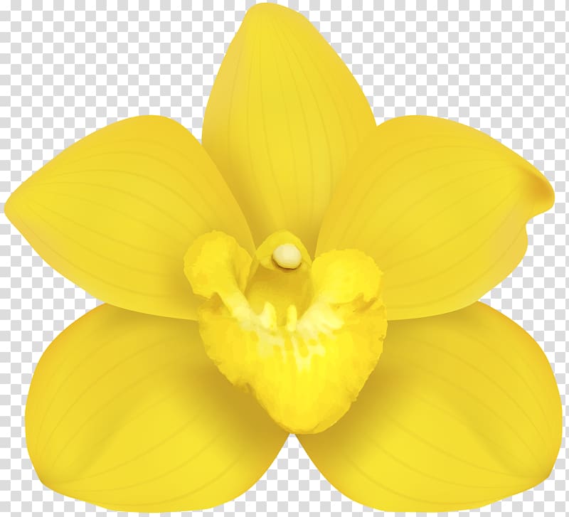 Moth orchids Narcissus Yellow Petal, Yellow Orchid transparent background PNG clipart