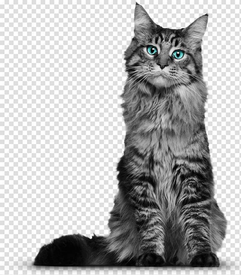 sitting long-fur gray cat, Maine Coon Whiskers Domestic short-haired cat Kitten Black cat, Cat transparent background PNG clipart