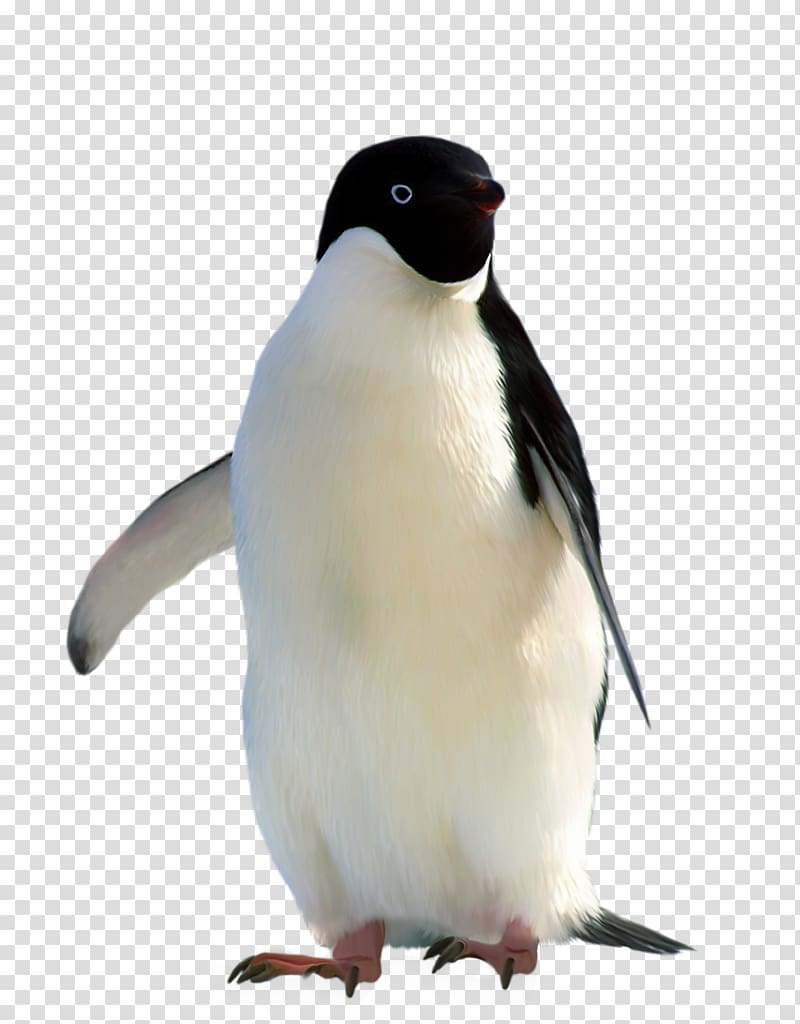 Penguin Gratis Linux, Stay Meng of the penguins transparent background PNG clipart