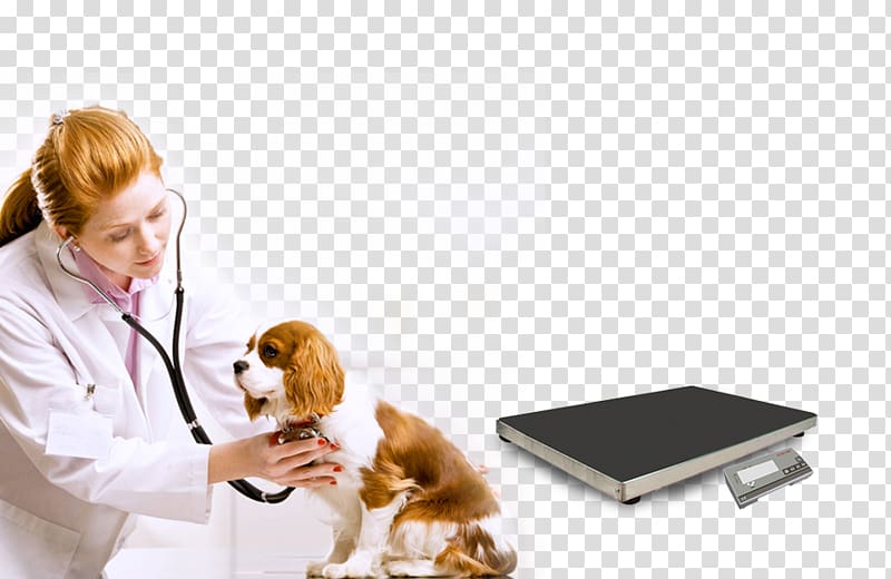 Cavalier King Charles Spaniel Veterinarian Veterinary medicine Cat, weighing-machine transparent background PNG clipart