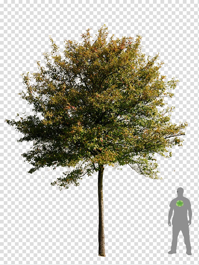Tree Transparency and translucency , bonsai transparent background PNG clipart