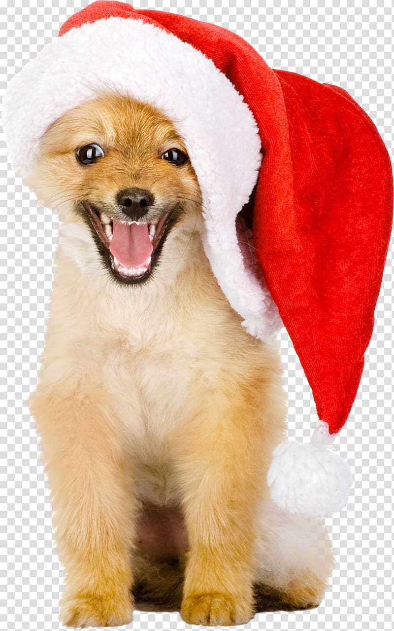 Golden Retriever Puppy Christmas Hat, dogs transparent background PNG clipart