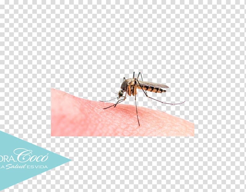 Malaria parasite Marsh Mosquitoes Parasitism, mosquito transparent background PNG clipart