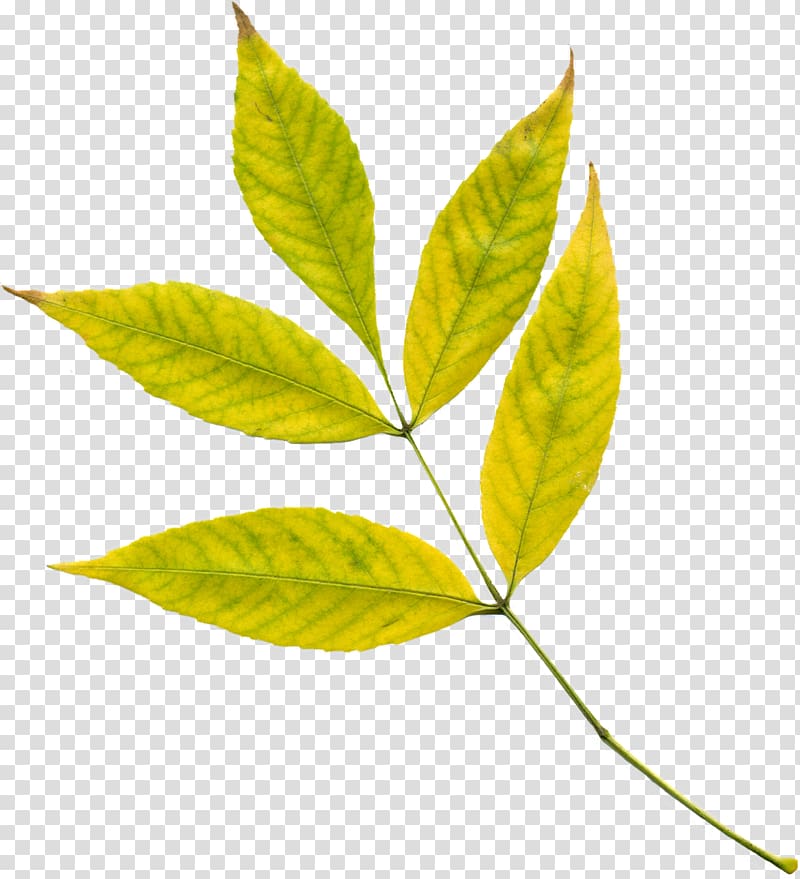 Autumn leaf color Chlorophyll synthesis, Leaf transparent background PNG clipart
