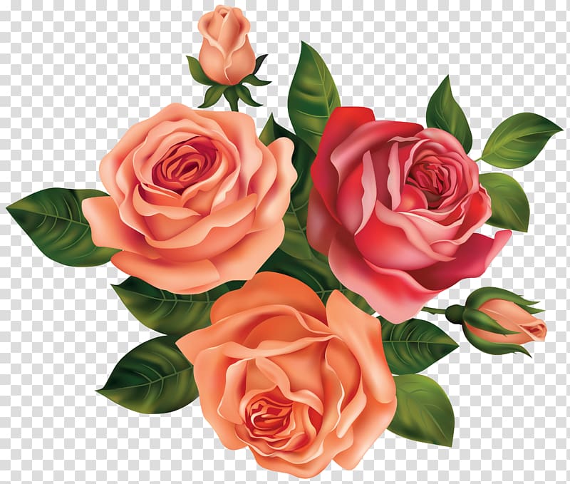 Rose Flower Beautiful Roses Pink And Red Rose Flowers Transparent Background PNG Clipart