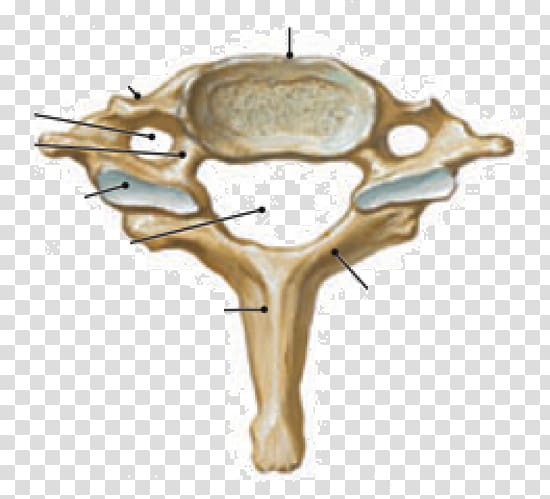 Cervical vertebrae Vertebral column Atlas Human body, cervical vertebra atlas transparent background PNG clipart
