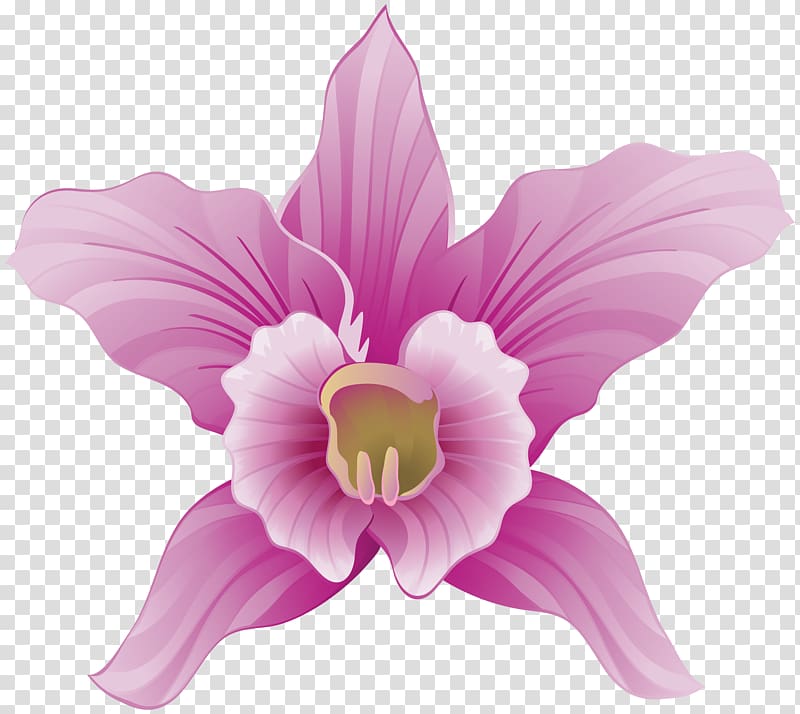 file formats Lossless compression, Orchid transparent background PNG clipart