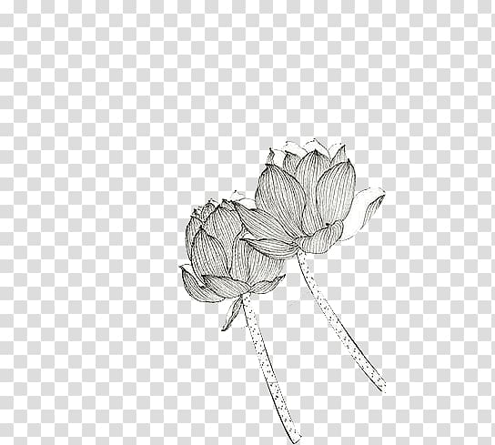 Drawing Black and white, Hand drawn sketch Lotus transparent background PNG clipart
