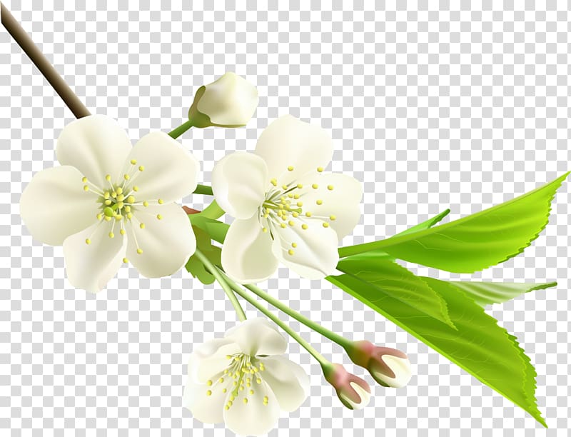 Flower White Branch , spring transparent background PNG clipart