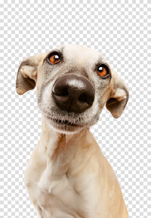 short-coated brown dog in close-up shot, Nice Nosing You: For the Love of Life, Dogs and Amazon.com Puppy Hunde unter Wasser, Dog mug shot transparent background PNG clipart