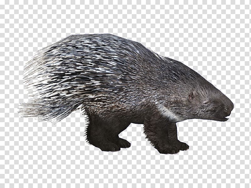 Zoo Tycoon 2 Crested porcupine Beaver Rodent, beaver transparent background PNG clipart