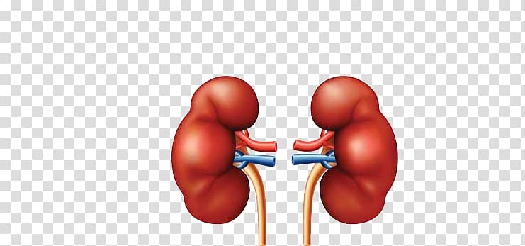 Chronic kidney disease Detoxification Liver Kidney failure, Kidney Disease transparent background PNG clipart