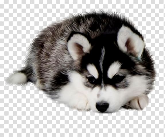 Siberian Husky Maltese dog Sakhalin Husky Puppy Pug, puppy transparent background PNG clipart