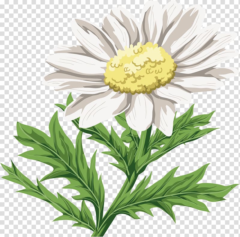 Chrysanthemum indicum Flower Oxeye daisy, camomile transparent background PNG clipart
