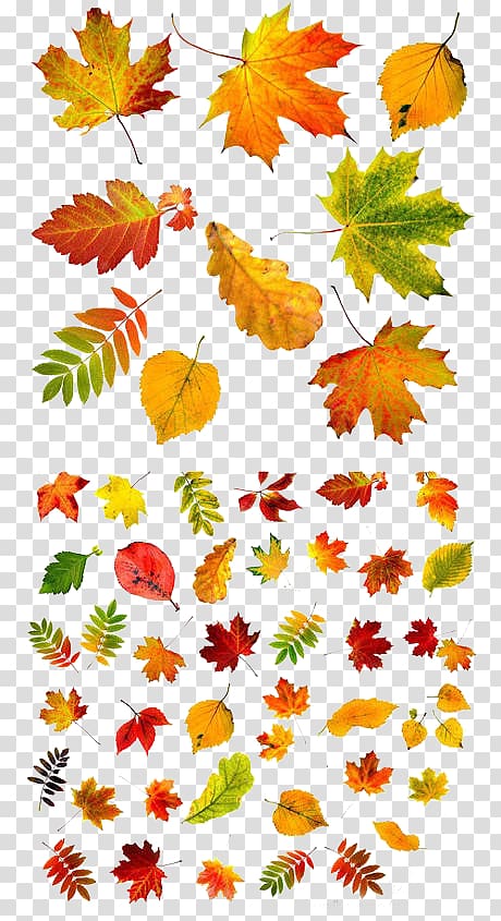 Autumn leaf color, Free autumn leaves to pull material transparent background PNG clipart