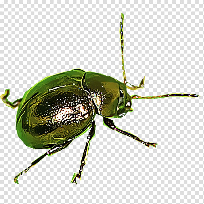 Leaf beetles Scarabs Dung beetle Ground beetle, Insect Identification transparent background PNG clipart