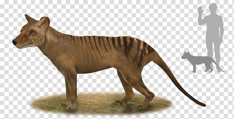 Tiger Thylacine Tasmania Thylacinus potens Australia, marsupial transparent background PNG clipart