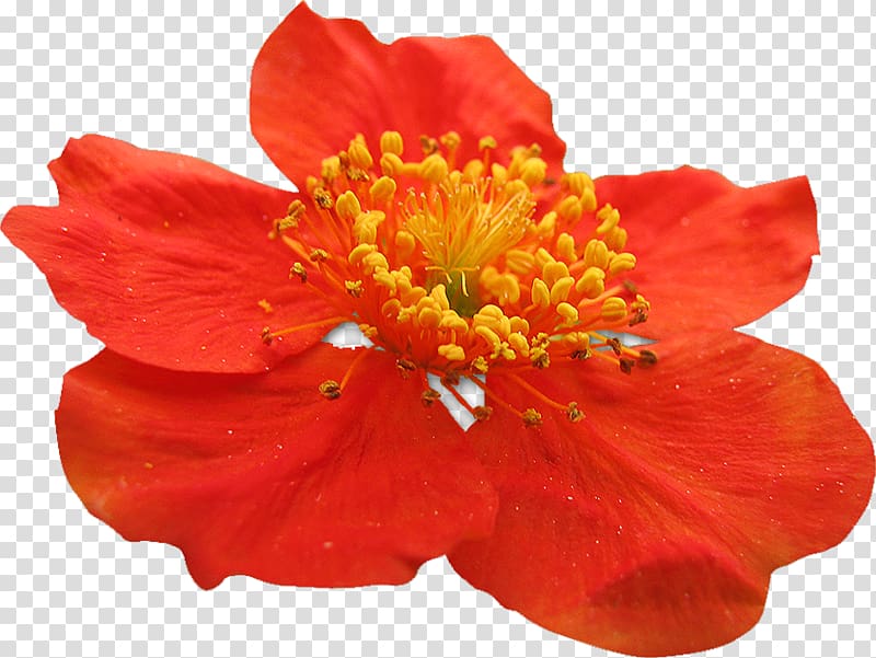 Alstroemeriaceae Malvales, others transparent background PNG clipart