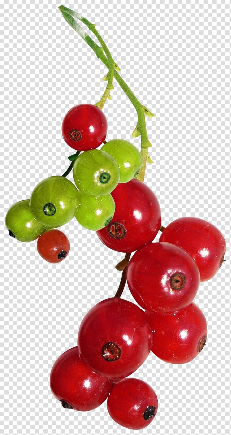 Redcurrant Varenye Auglis , cranberry transparent background PNG clipart