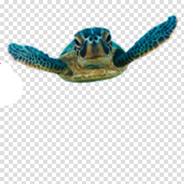 Green sea turtle Belize Barrier Reef Hol Chan Marine Reserve, turtle transparent background PNG clipart