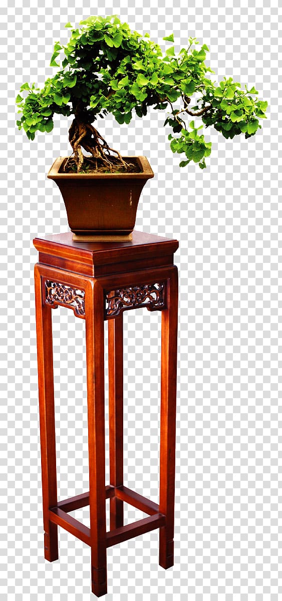 Bonsai Furniture Plant Google s, Potted plants transparent background PNG clipart