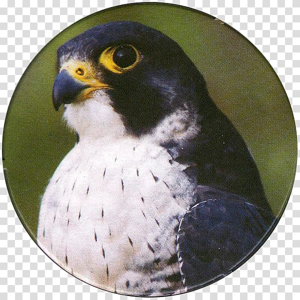 Bird of prey Peregrine falcon Kestrel, Bird transparent background PNG clipart