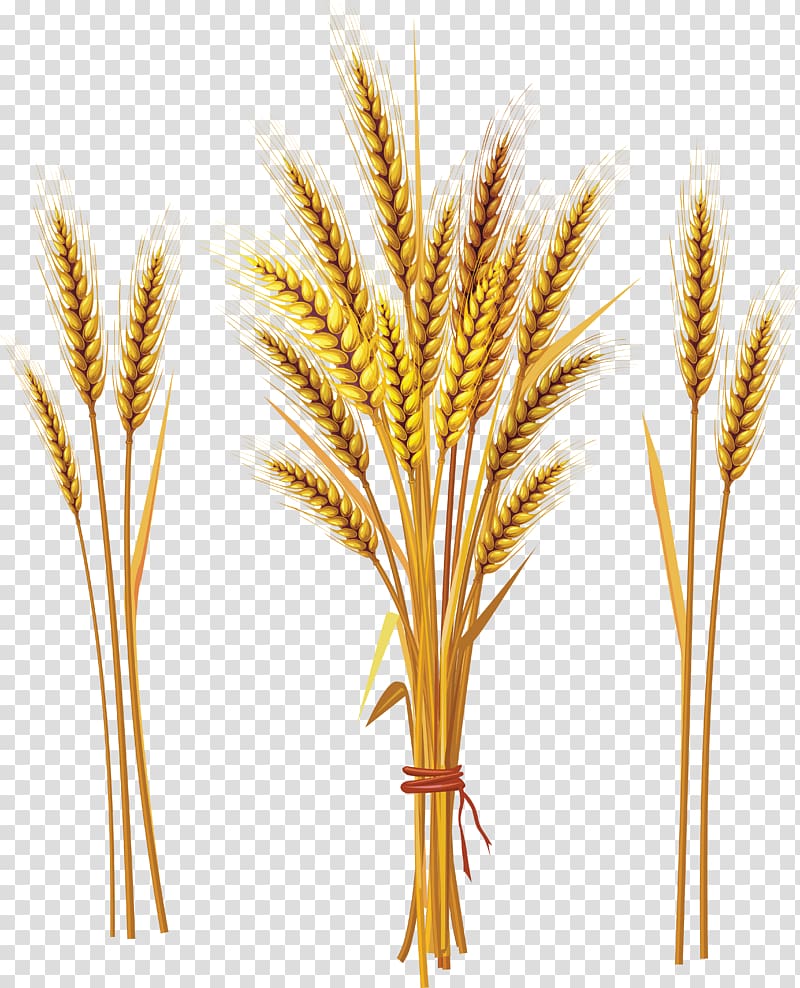 Emmer Khorasan wheat Cereal Ear Tiller, Wheat transparent background PNG clipart