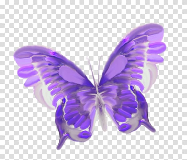 Butterfly Insect Greta oto , blue butterfly transparent background PNG clipart