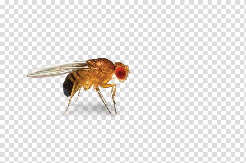 Insect Cockroach Common fruit fly Fruit flies Pest, speak transparent background PNG clipart