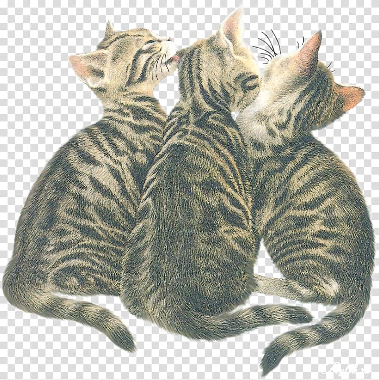 Dragon Li American Shorthair Toyger European shorthair California spangled, kitten transparent background PNG clipart