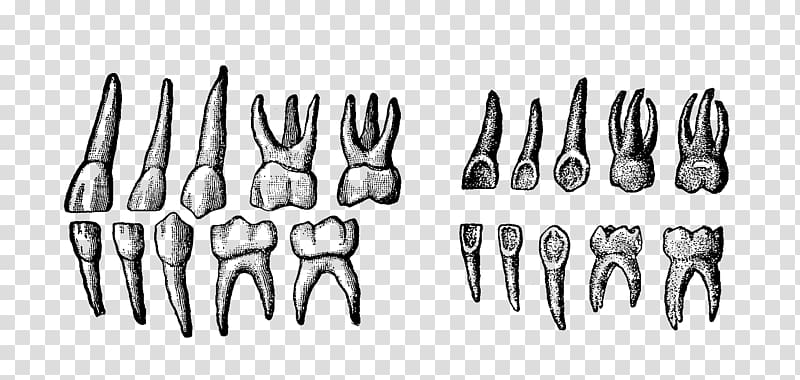 Deciduous teeth Human tooth, design transparent background PNG clipart