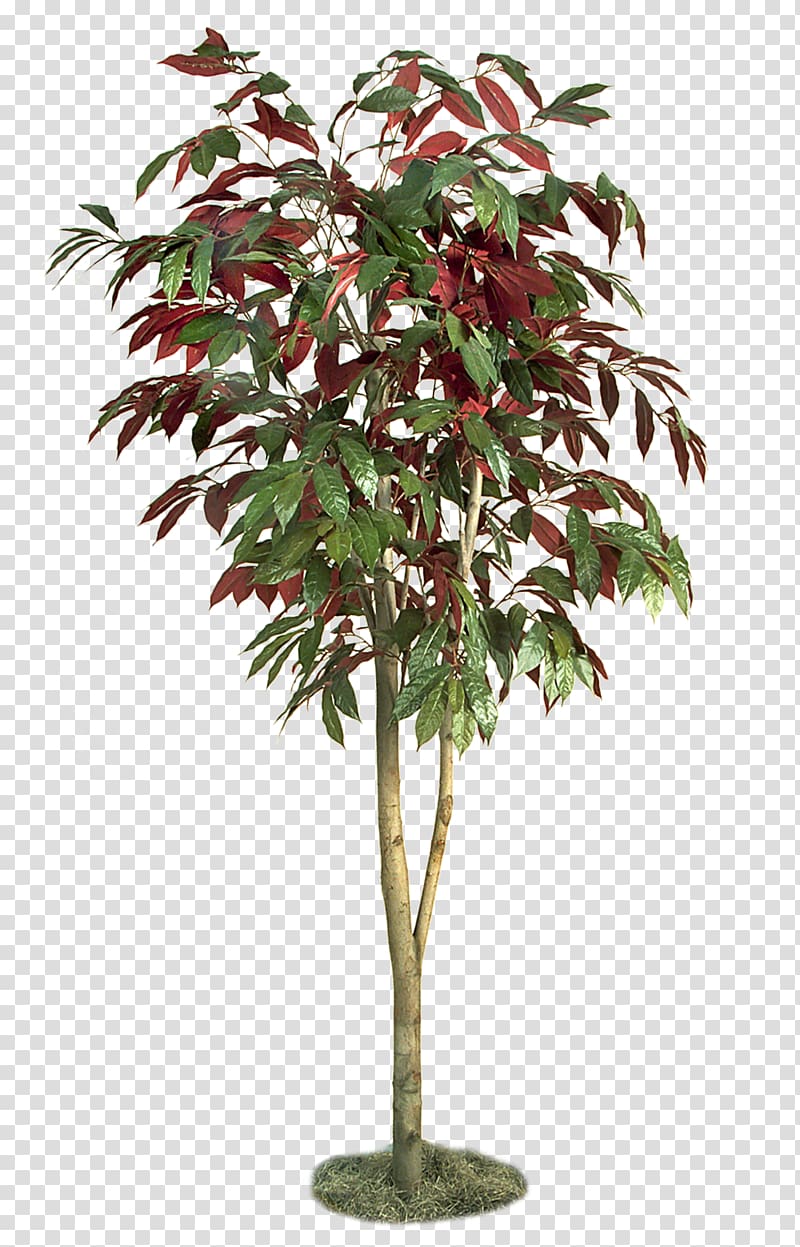 trees transparent background PNG clipart