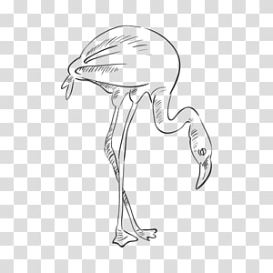 Bird Drawing Flamenco, drawn transparent background PNG clipart thumbnail