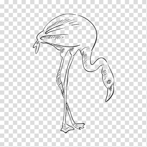 Bird Drawing Flamenco, drawn transparent background PNG clipart Bird Drawing Flamenco, drawn transparent background PNG clipart