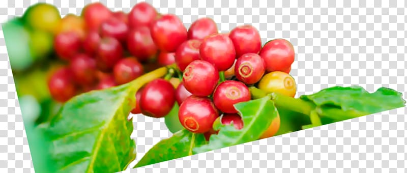 Pink peppercorn Lingonberry Cranberry Coffee Chery, Coffee transparent background PNG clipart