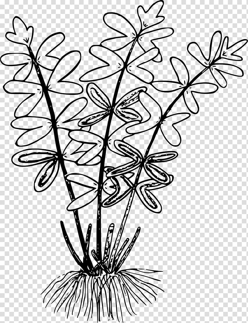 Line art Drawing Cliffbrake , fern transparent background PNG clipart